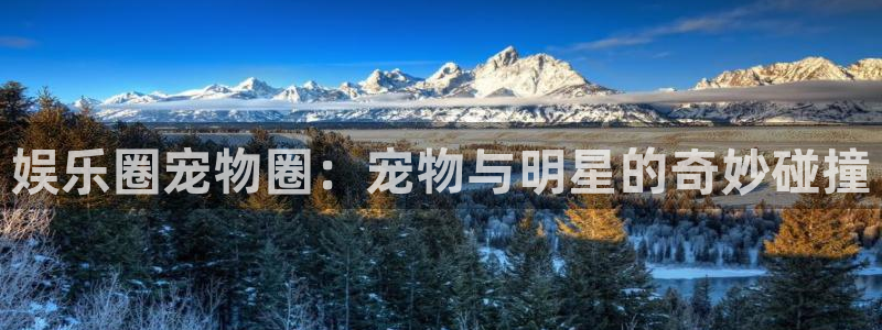 壹号大舞台网站：娱乐圈宠物圈：宠物与明星的奇妙碰撞